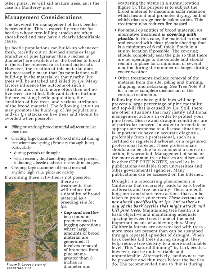 ips-beetles-in-california-pines-3