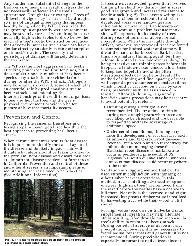 treenote-western-pine-beetle-3