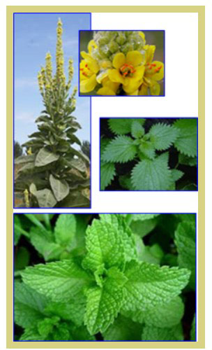 wild plants in mariposa county