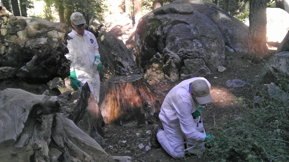 yosemite crane flat campground flea treatment 1