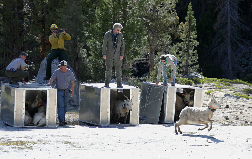 bighorn sheep in yosemite national park 2 credit nps