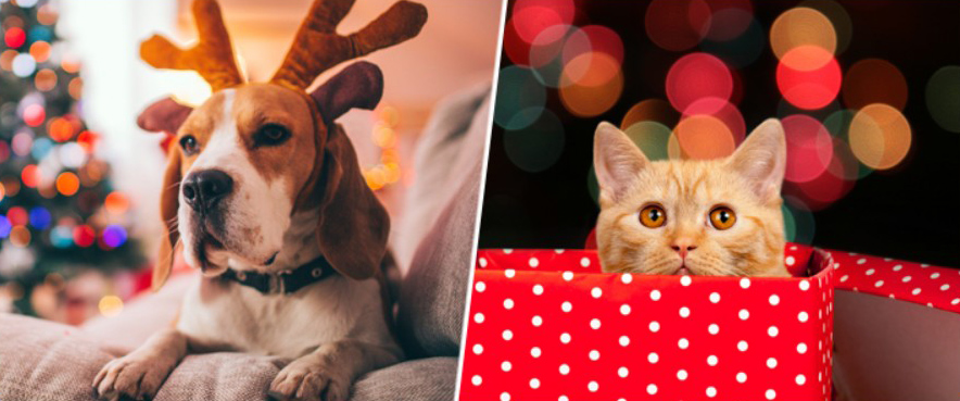 dog and cat holiday hazards fda