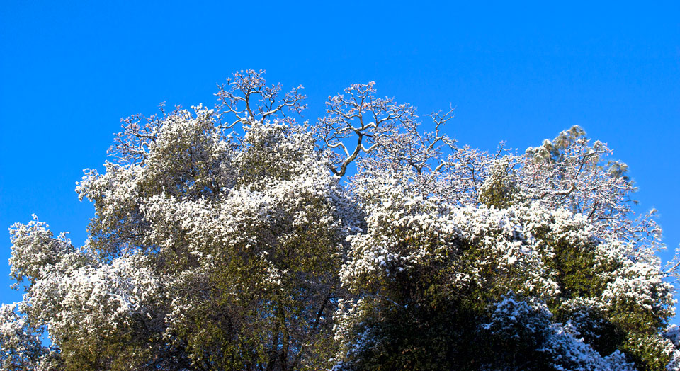 snow in mariposa christmas day 2015 IMG 5952