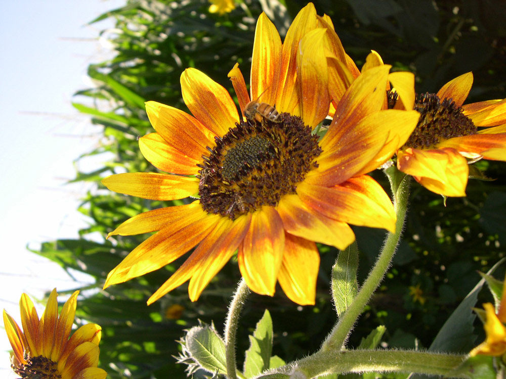 Bee-and-flower