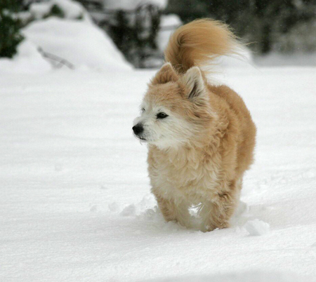 foxy-in-snow-mariposa
