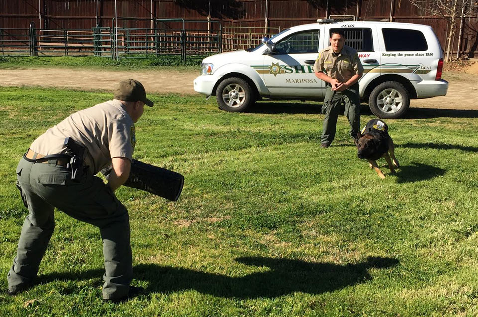 mariposa-county-sheriff-dog-2