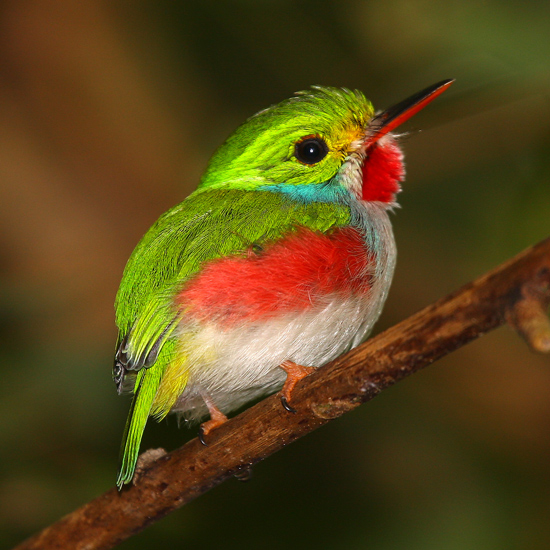 Cuban-Tody-Matthew-Matthiessen