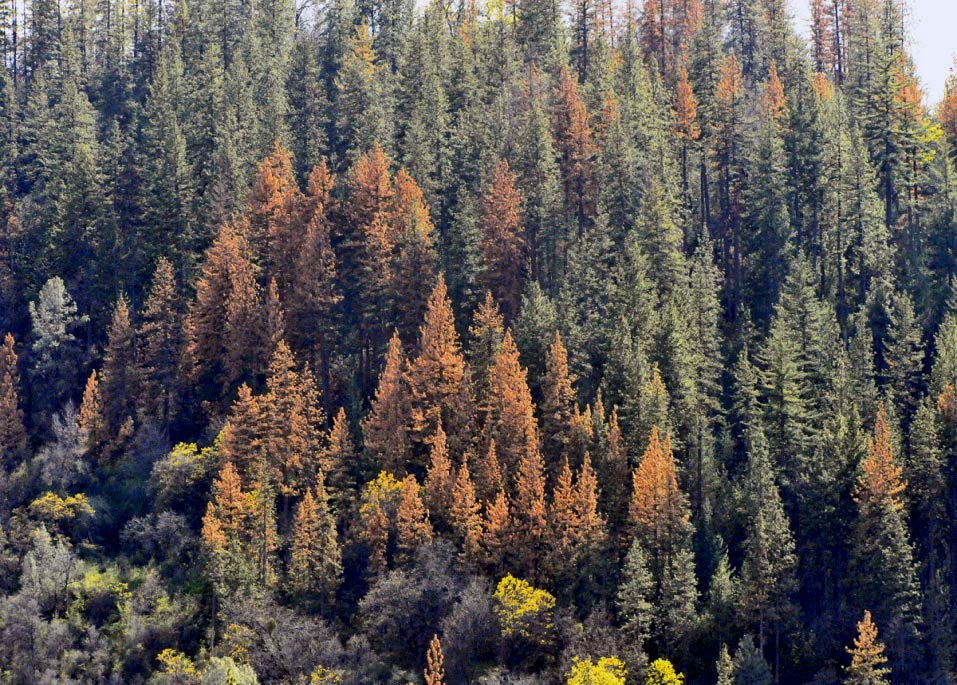 Ponderosa-Pine-mortality-3-3-15
