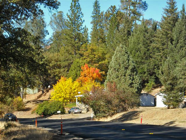 midpines-fall-colors