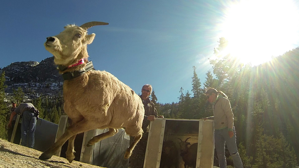 yosemite-bighorn-sheep-2-credit-bumgardner