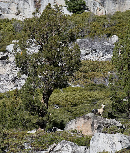 yosemite-bighorn-sheep-3-credit-bumgardner
