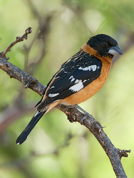 BlackheadedGrosbeak31