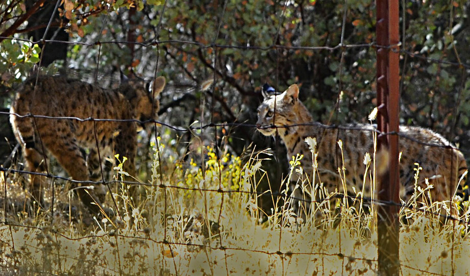 bobcat fight ja mariposa county