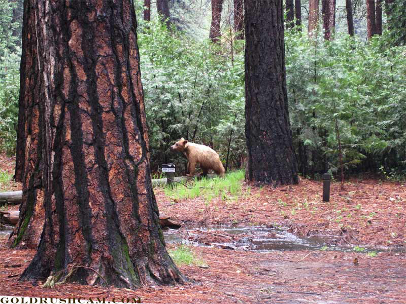 yosemite bear