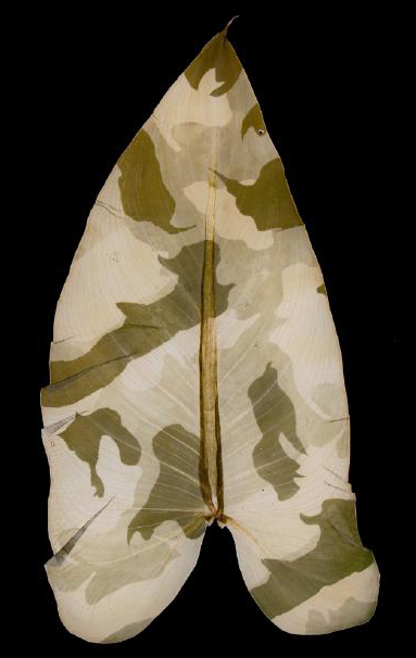 Mariposa Arts Council Danh Military Foliage