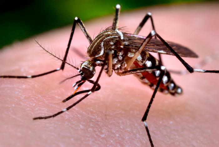 aedes aegypti image