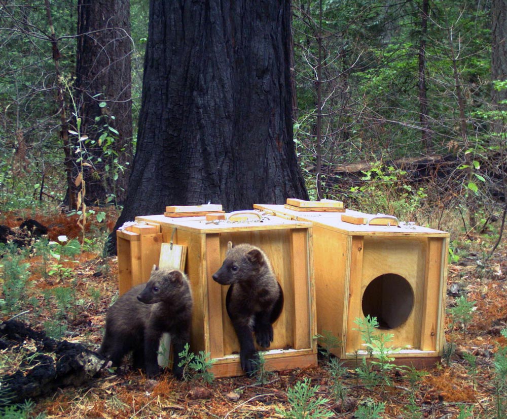 Photo Credit USFS Photo