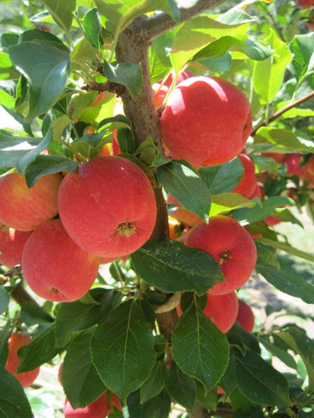 cider apples.sierracider