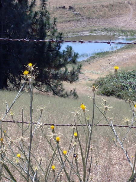 2 spiny things to avoid YST and barbed wire