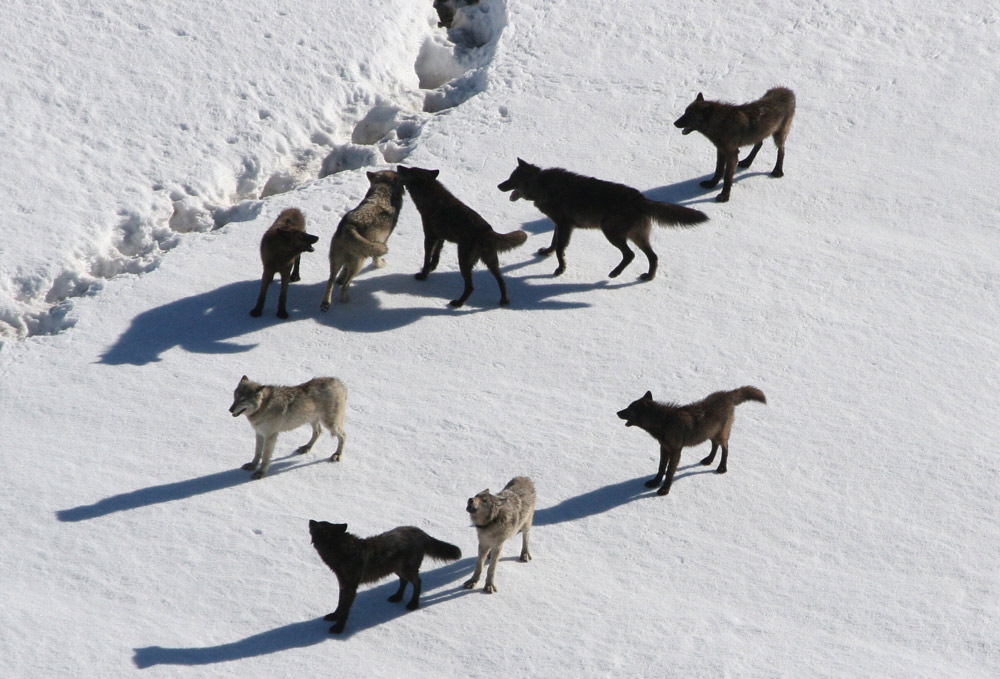 Yellowstone Wolves