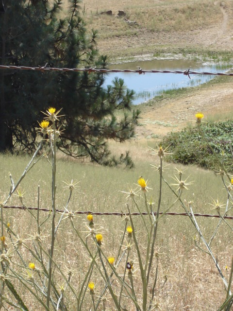 2 spiny things to avoid YST and barbed wire
