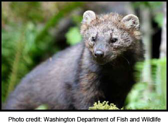 Fisher Pekania pennanti WashingtonDeptofFishandWildlife