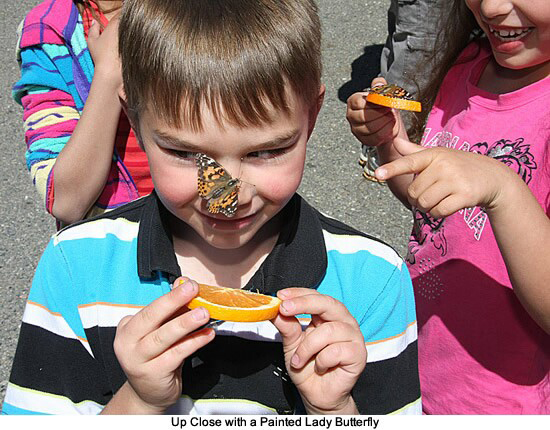 2010 mariposa butterfly festival release66 credit linda gast