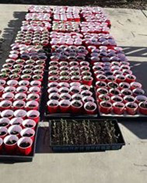 MG Helen redcups