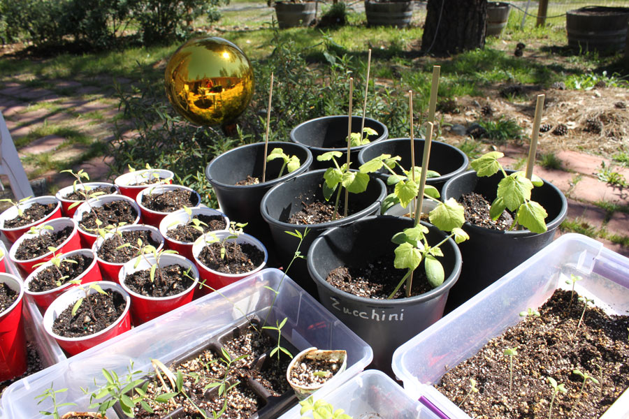 MG seedlings 2