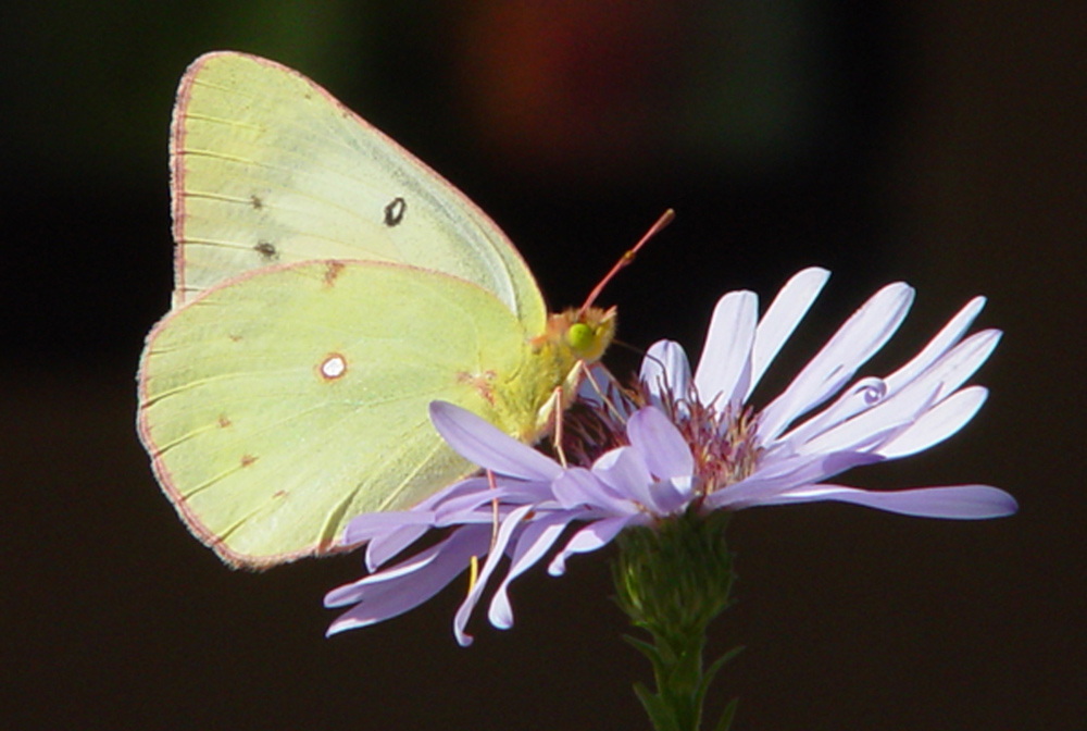 butterfly on aster flower