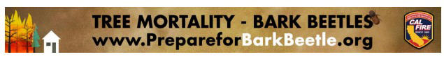 calfire bark beetle tree mortality header mariposa county madera county