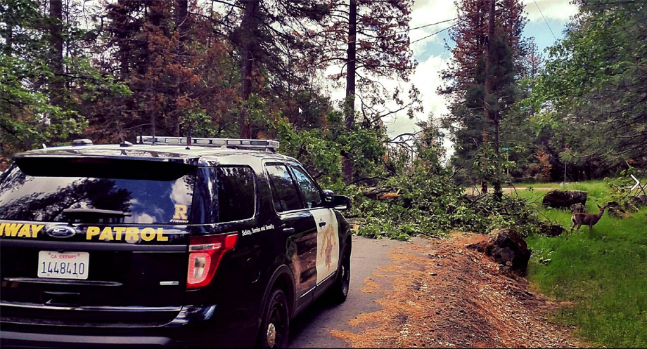 chp mariposa tree down april 23 2016