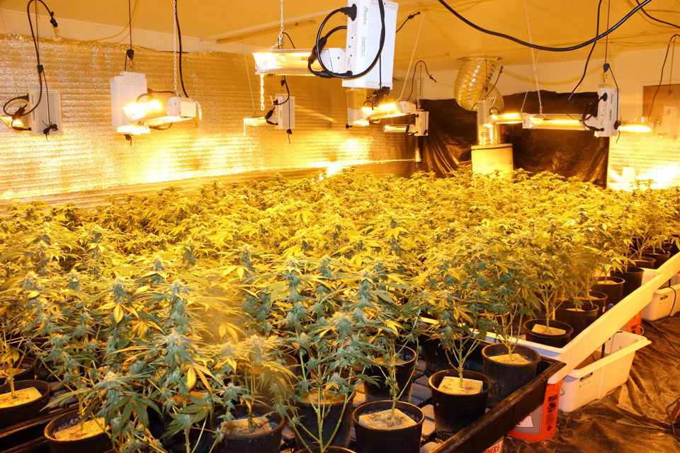 madera county oakhurst marijuana grow 1 april 26 2016