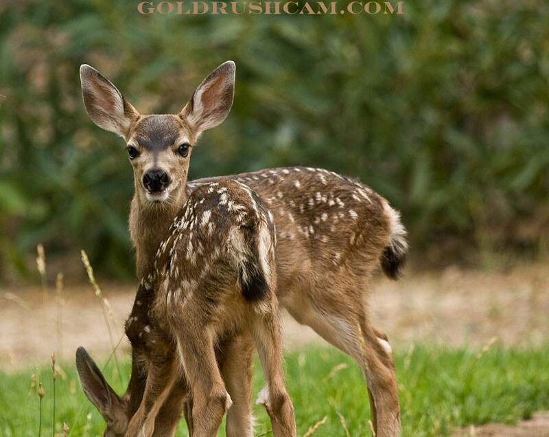 mariposa county fawns deer1 057 sierra sun times
