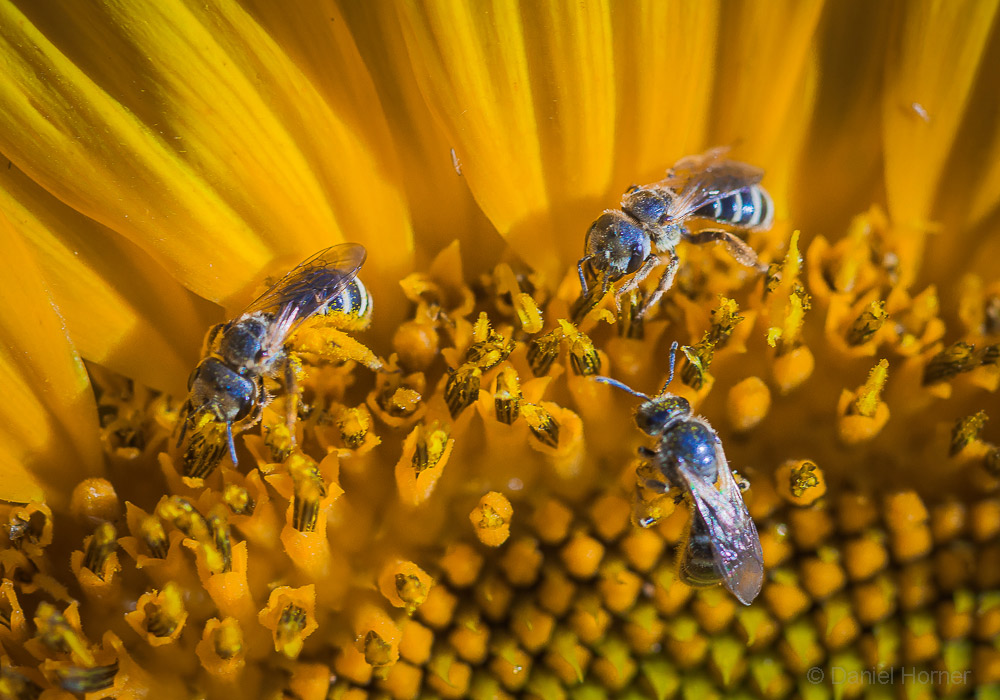 native bees