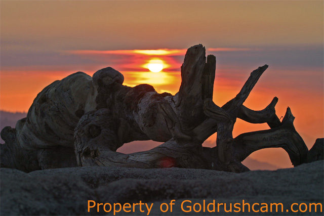 sentinel dome jeffery pine 1 4201 copy sierra sun times