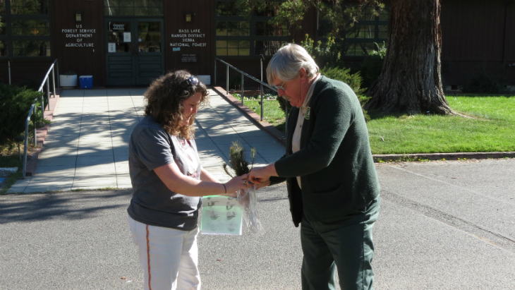 sierra national forest ponderosa pine seedlings credit mike nolen forest service