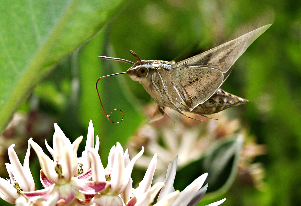 sphinx moth