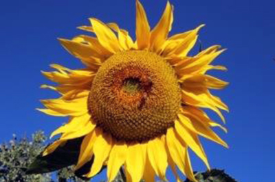 Farm n Ranch Tour flower