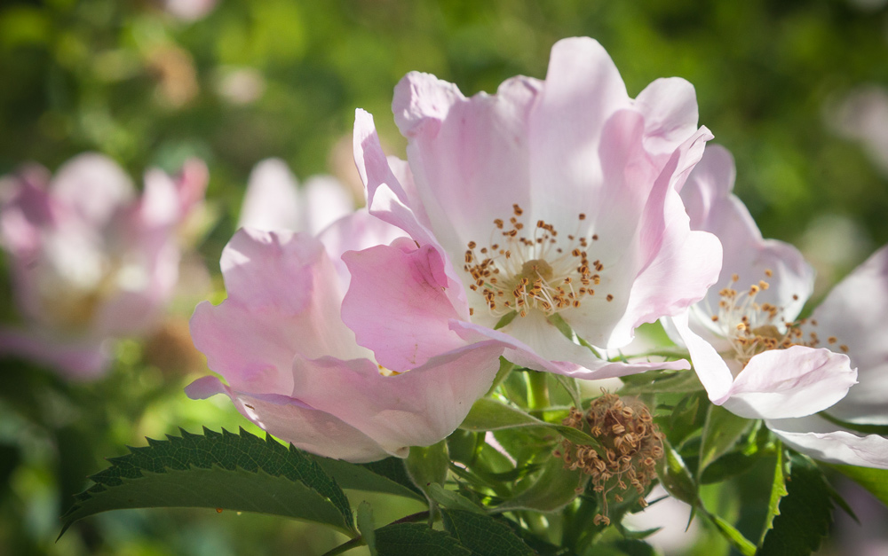 Master Gardener Dan Horner Wild Rose