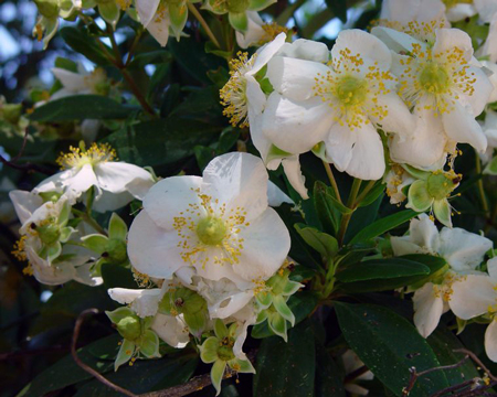 Master Gardener Kris Randal Carpenteria
