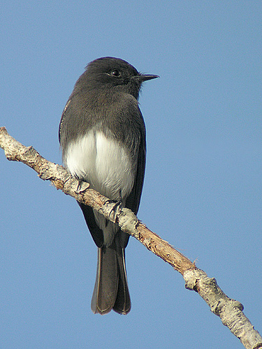 Oakhurst Library blackphoebe