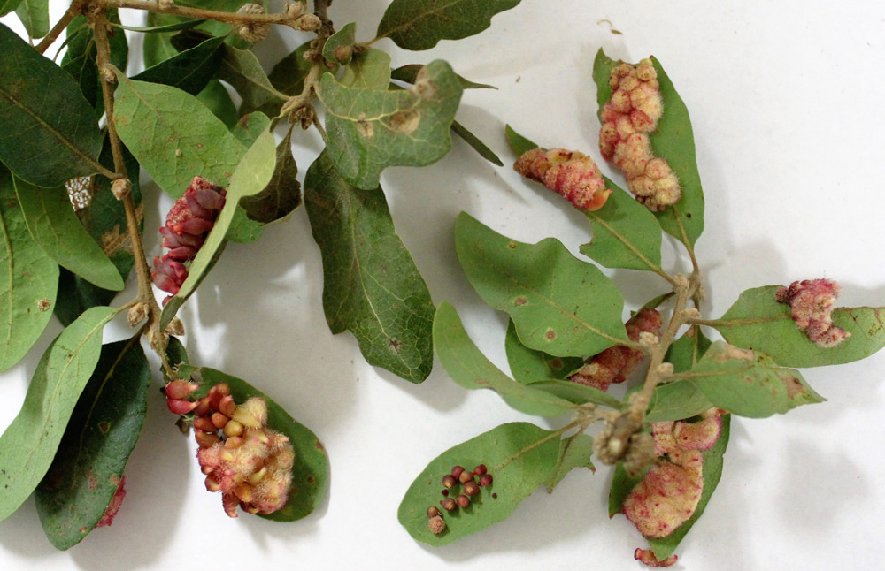 pink oak gall