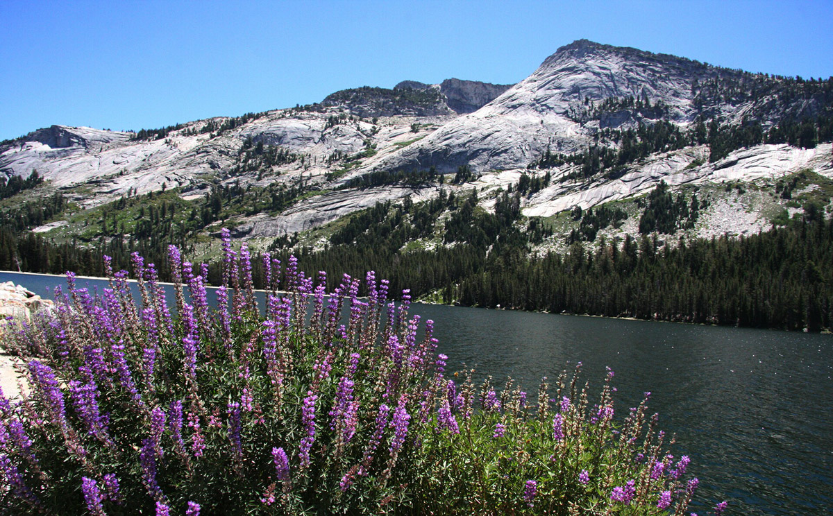 tenaya lake yosemite linda gast sierra sun times