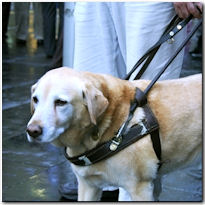 va guidedog