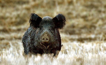 wild pig credit cdfw