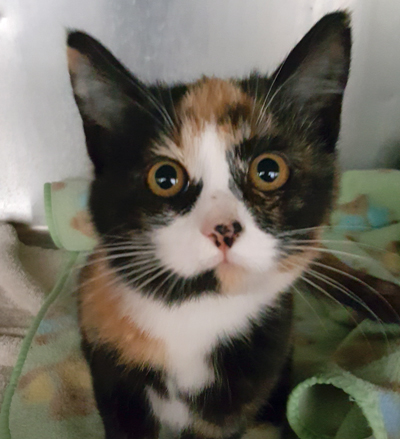 SPCA Kitten sm