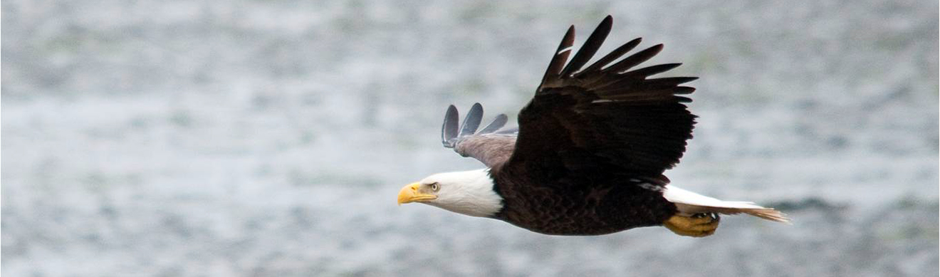 bald and golden eagle information