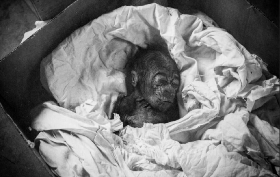 colo gorilla 60 birthday columbus zoo 3