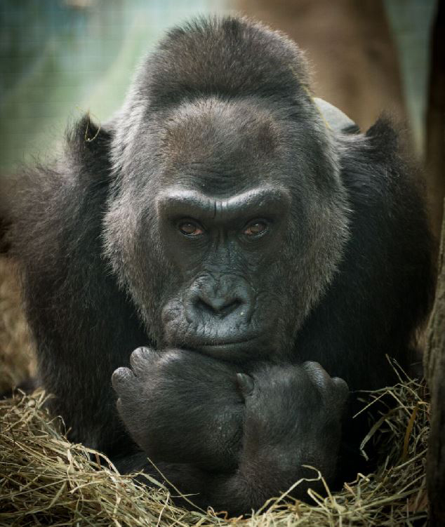 colo gorilla 60 birthday columbus zoo
